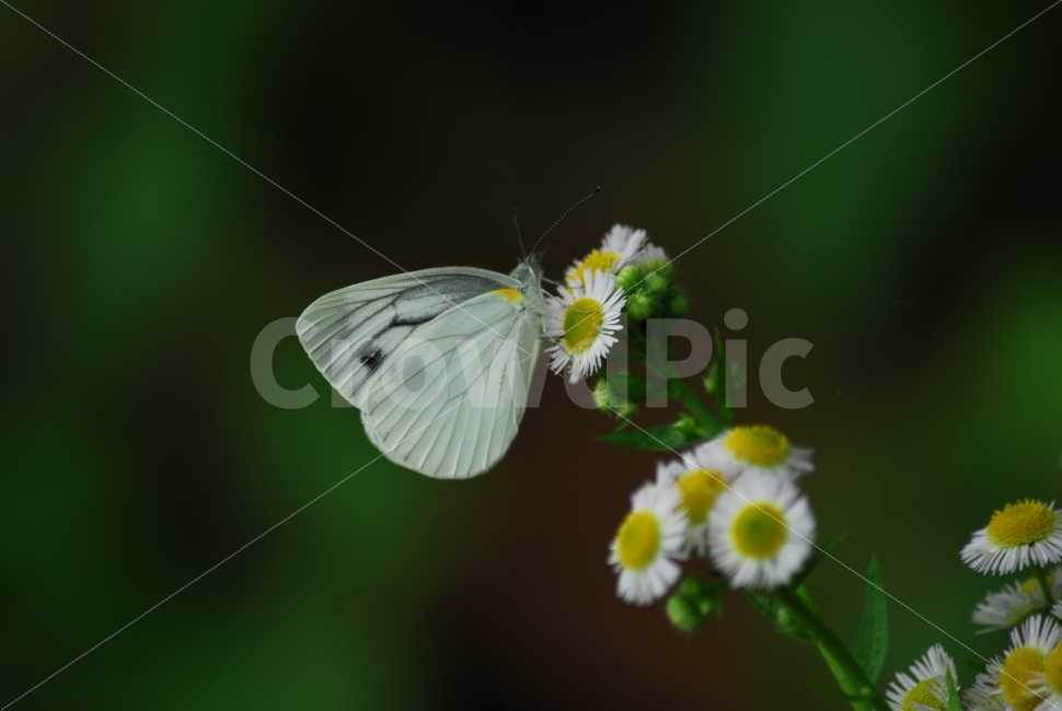 개망초,흰나비,나비와꽃,야생화,나비,식물,자연,plants,nature,꽃,flower,동물,animal,곤충,벌레,insect,bug