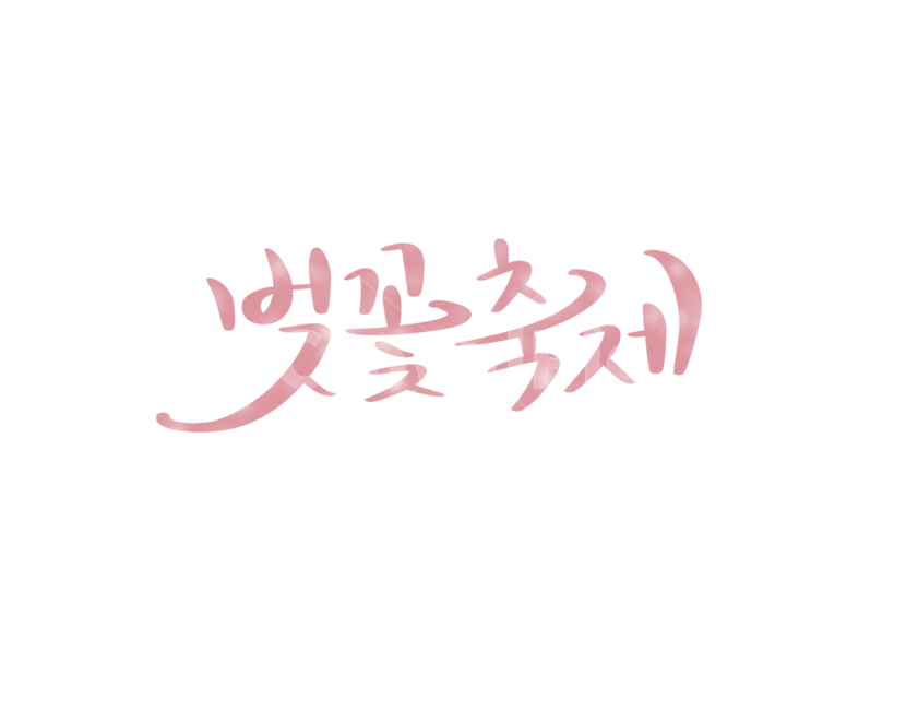 벚꽃,봄,캘리그라피,축제,꽃,손글씨,붓글씨,벚꽃축제,봄,계절,spring,season,누끼,remove background,캘리그라피,손글씨,calligraphy