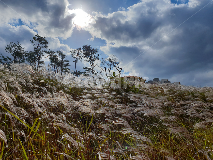 억새,하늘,구름,나무,가을,풍경,grass,잔디,plant,식물,lawn,reed,갈대