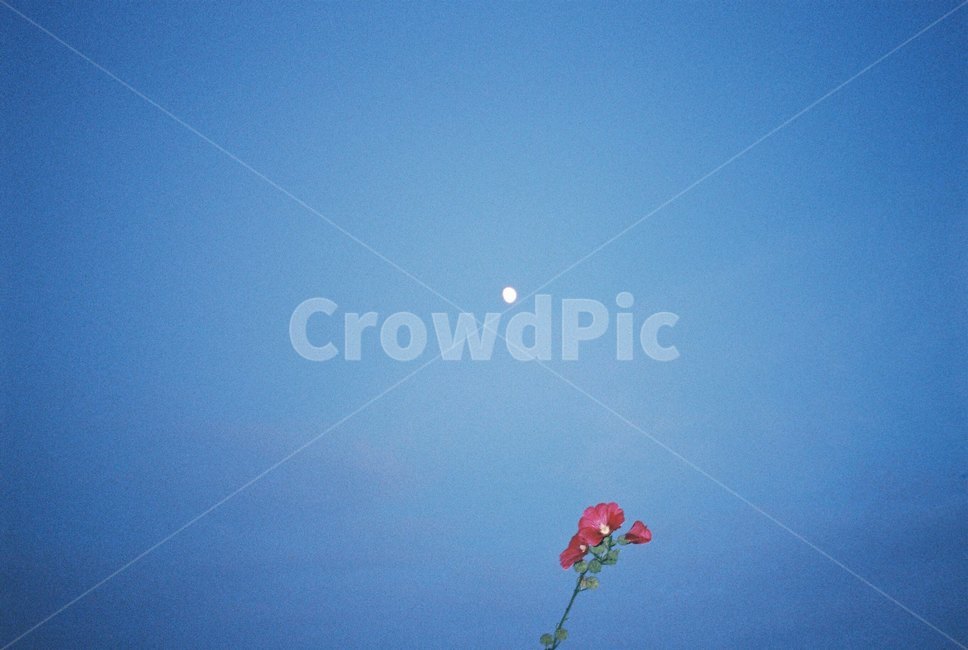 꽃,달,밤,풍경,필름,필름카메라,밤하늘,moonlight,moon,flower,night,film,filmcamera,nature,blue,skyblue,landscape,야경,밤,풍경,nightscape,night,landscape,식물,자연,plants,nature,꽃,flower,감성,sensible,feeling,flare,플레어,light,빛,plant