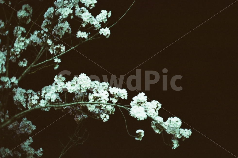 벚꽃,밤,봄,꽃,필름사진,필름카메라,야경,밤,풍경,nightscape,night,landscape,식물,자연,plants,nature,꽃,flower,감성,sensible,feeling,plant,blossom