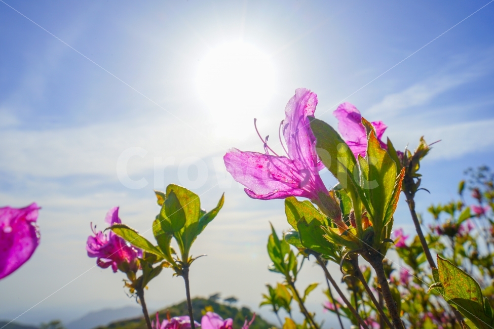 황매산,철쭉,합천,역광,꽃,flower,식물,자연,plants,nature,봄,계절,spring,season,꽃,flower,flare,플레어,light,빛,sunlight,햇빛,geranium,제라늄,blossom,plant