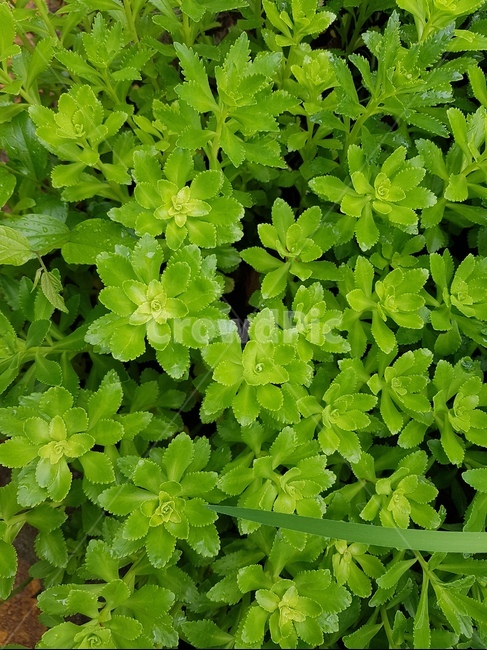 식물,허브,초록,green,싱그러움,감성,자연,식물,자연,plants,nature