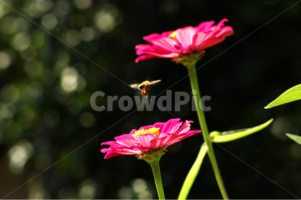 동물,벌,식물,꽃,백일홍,식물,자연,plants,nature,꽃,flower,동물,animal,곤충,벌레,insect,bug