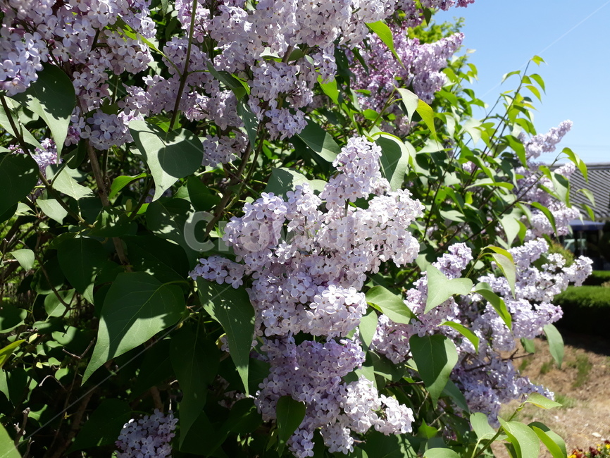 라일락나무,봄,꽃,보라색,라일락도자기,식물,자연,plants,nature,꽃,flower