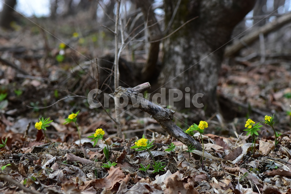 한계령풀,야생화,봄,꽃,풀꽃,자연,식물,식생,plants,nature,spring,season,flower