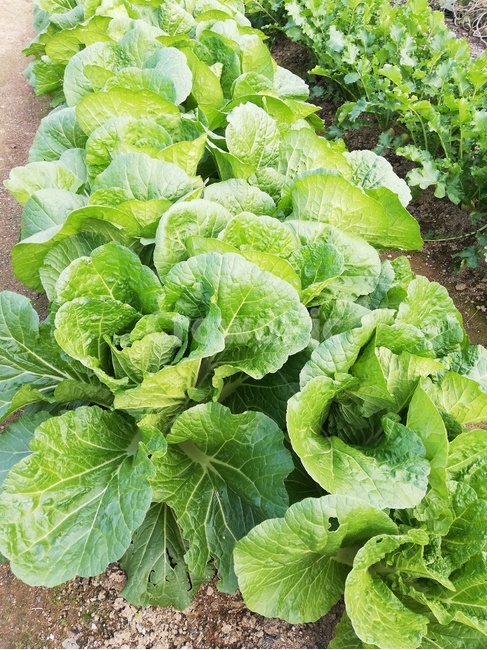 농사,plant,식물,배추,김장,식물,자연,plants,nature