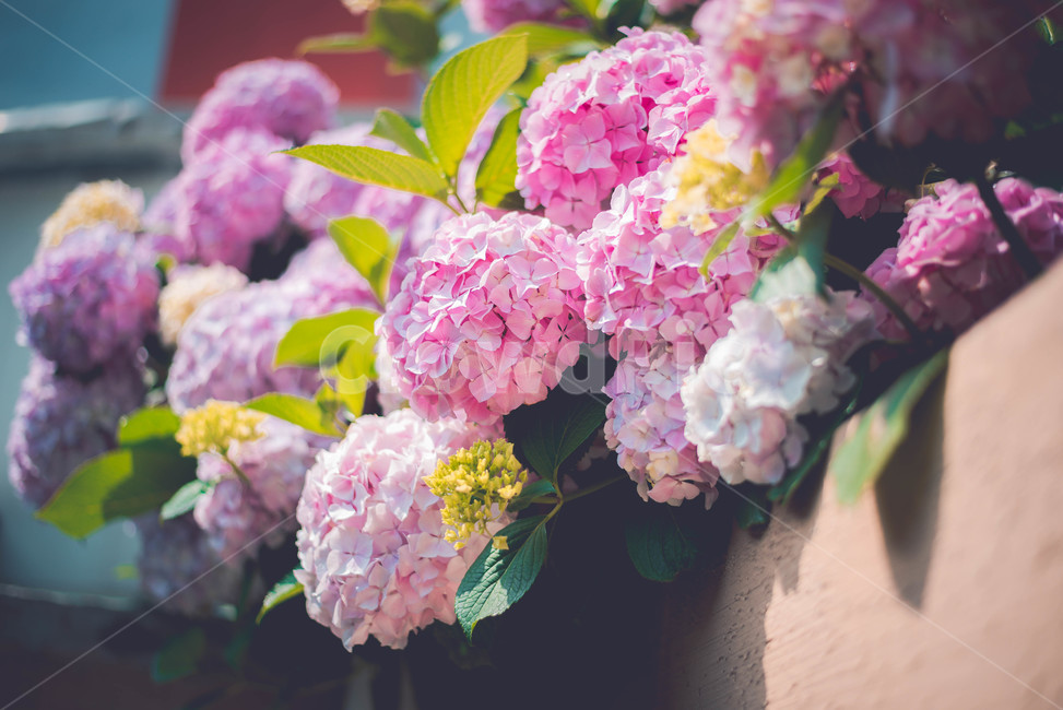 수국,꽃,식물,여름꽃,핑크꽃,분홍꽃,식물,자연,plants,nature,꽃,flower