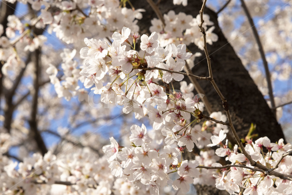plant,식물,blossom,flower,꽃