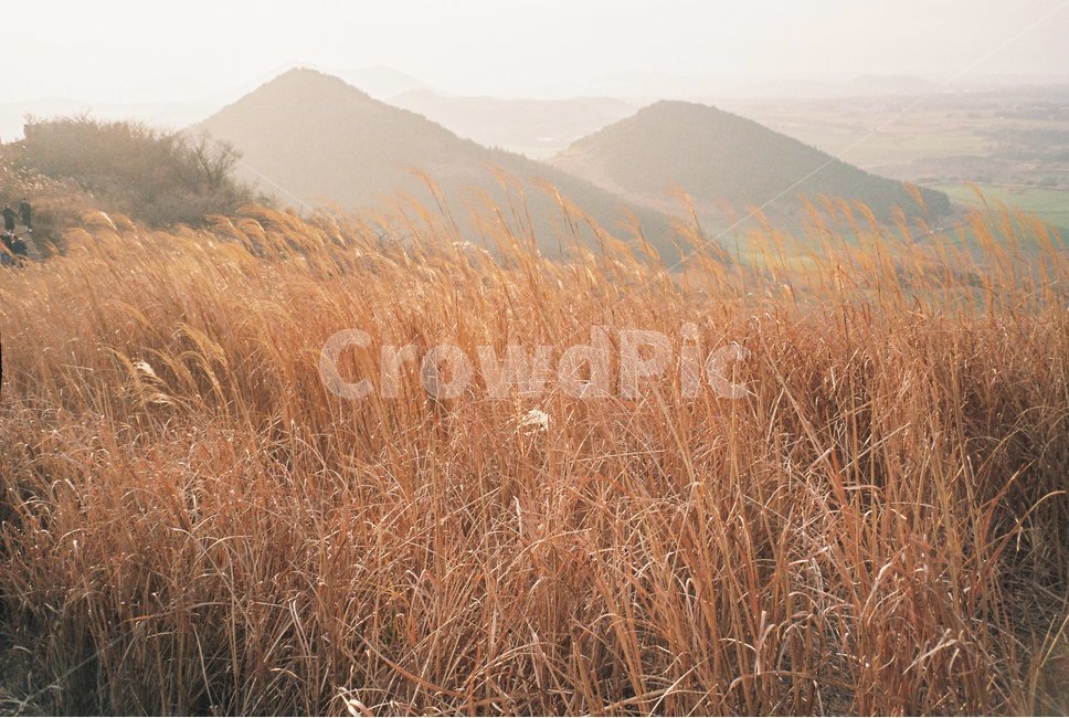 제주도,새별오름,갈대,언덕,갈색,풍경,배경,필름카메라,필름,가을,계절,fall,autumn,season,자연,풍경,nature,landscape,plant,식물,grass,잔디