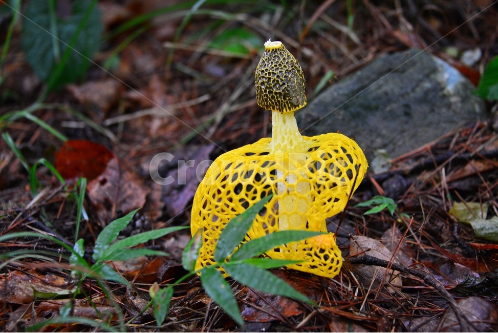 plant,식물,blossom,flower,꽃,망태버섯,노랑망태,노랑망태버섯,독버섯,버섯,노랑,버섯,mushroom