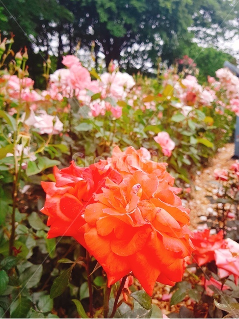 flower,plant,식물,blossom,꽃,장미,장미꽃