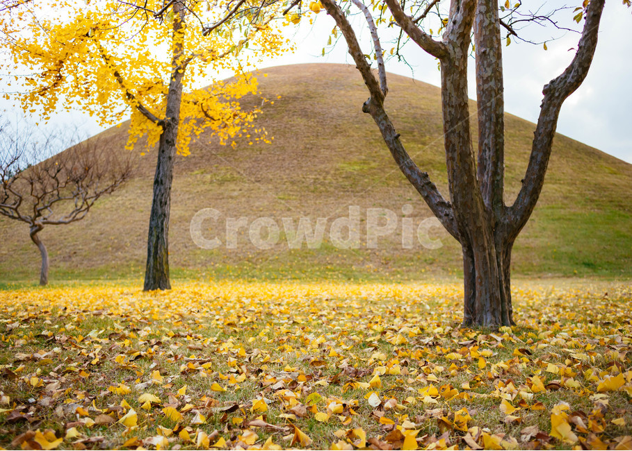 은행,가을풍경,노란배경,은행나무,은행나뭇잎,단풍,가을,계절,fall,autumn,season,outdoors,옥외,grassland,목초지,field,들,tree,나무,plant,식물