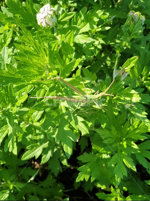 메뚜기,여름,가을,곤충,grasshopper,잎,식물,들판,bush,화분,파종기,herbal,bug,pottery,herbs,허브,허벌,leaf,식물,자연,plants,nature,곤충,벌레,insect,bug