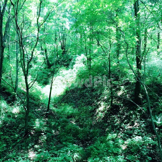 자연,초록,여름,나무,숲,숲속,자연,풍경,nature,landscape,vegetation,초목,plant,식물,land,땅,tree,outdoors,옥외,rainforest,열대 우림,jungle,밀림,woodland,삼림지,forest