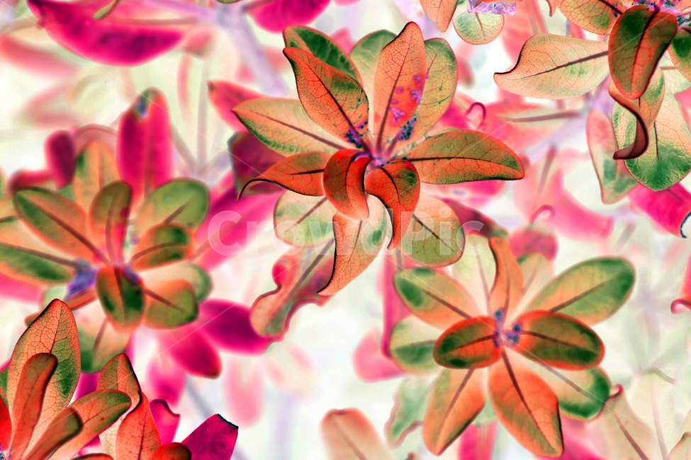 close up,fancy,color,beauty,nature,plant background,beautiful flower,flower,flowersbackground,leaves background,background,flower background,Wallpapers,colorful