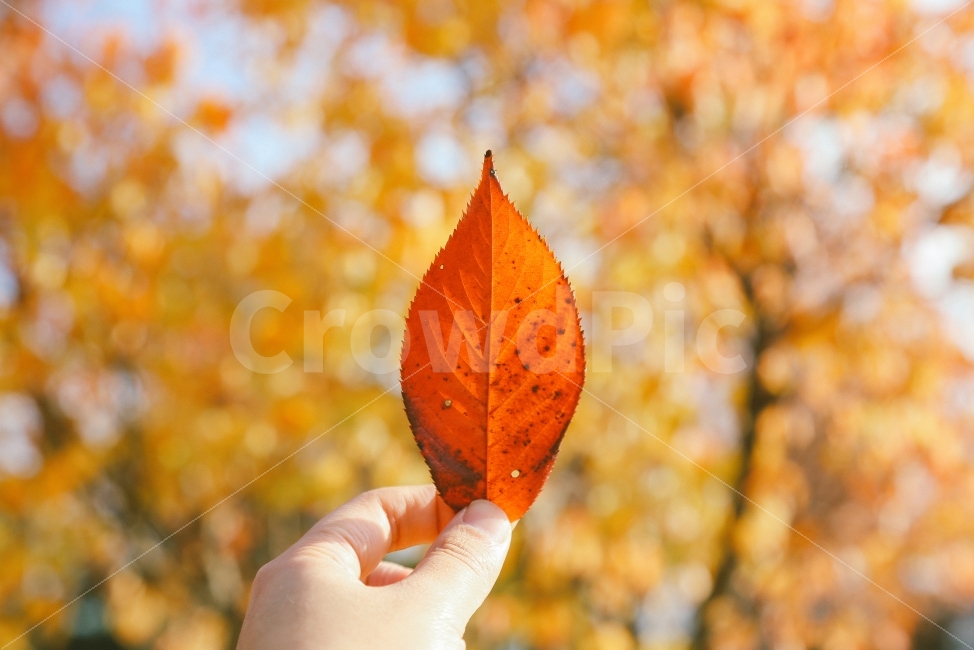 가을,단풍,낙엽,감성사진,계절,autumn,fall,maple,일상,가을,계절,fall,autumn,season,식물,자연,plants,nature,사람,인물,인간,human,person,신체일부,몸,body,감성,sensible,feeling,plant,leaf,잎
