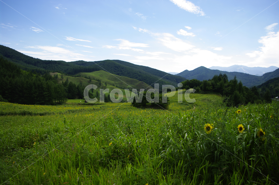 풍경,꽃밭,하늘,구름,산,나무,식물,해바라기밭,자연,풍경,nature,landscape,outdoors,옥외,grassland,목초지,field,들