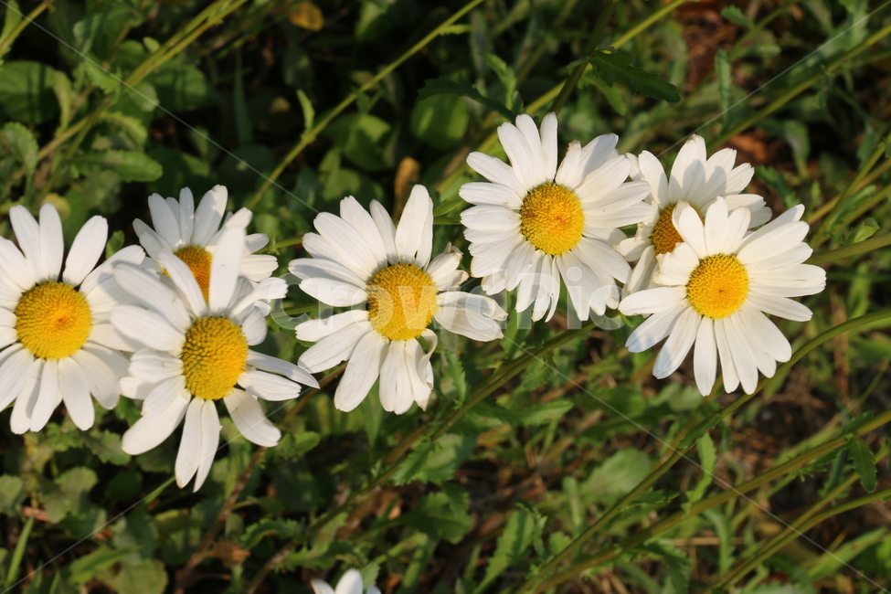 자연,풍경,꽃,데이지,질서,흰색,식물,자연,plants,nature,꽃,flower
