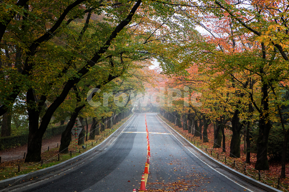 단풍숲,가을,11월,알록달록,나무,도로,asphalt,road,가을,계절,fall,autumn,season,자연,풍경,nature,landscape,식물,plants,나무,trees,wood,아스팔트,tree,plant
