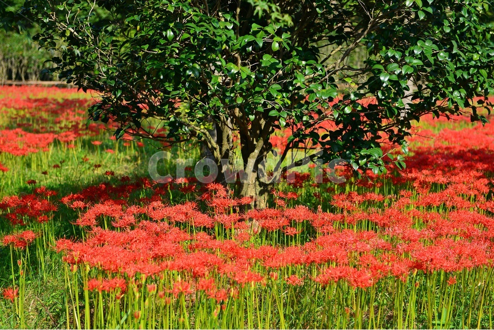 outdoors,옥외,leaf,잎,tree,나무,treetrunk,나무줄기,plant,식물,flower,blossom,꽃,고창,선운사,상사화,꽃무릇,만개,아침