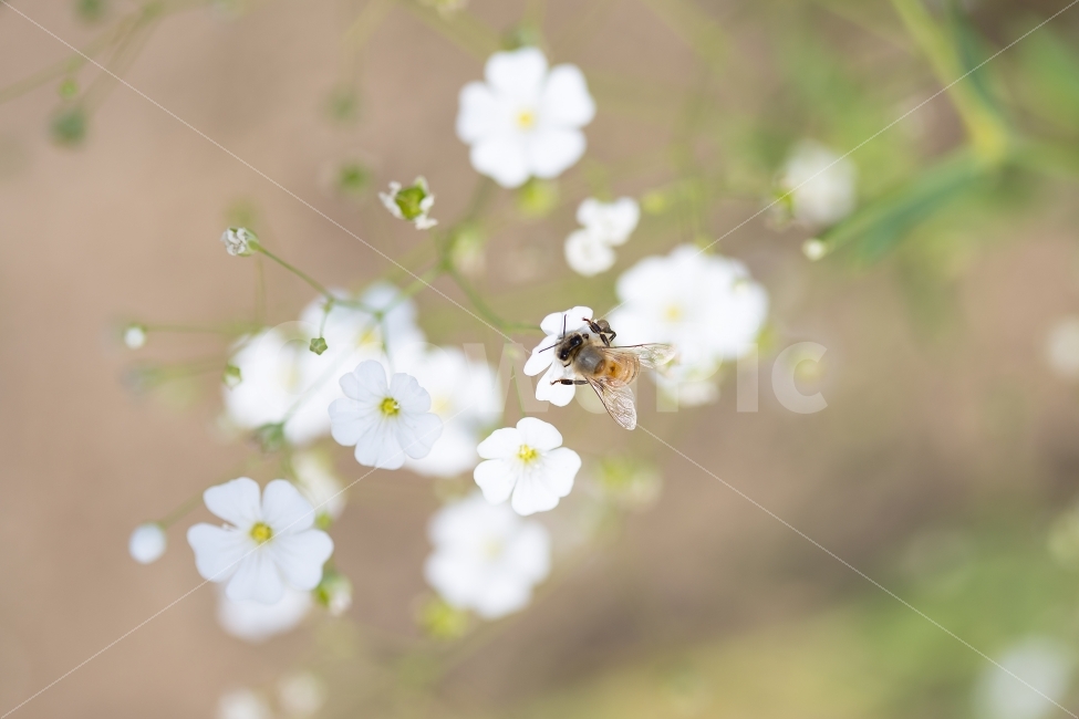벌,bee,꽃,화이트,흰색,자연,꿀,배경화면,바탕화면,공원,유행,트렌드,식물,자연,plants,nature,동물,animal,곤충,벌레,insect,bug,꽃,flower