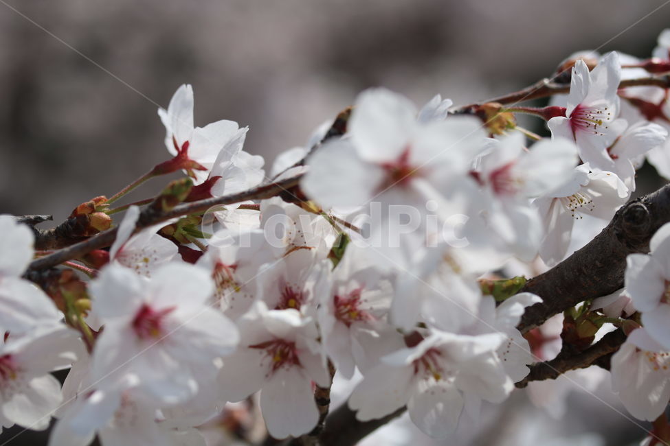 벚꽃,꽃,봄,분홍색,하얀색,갈색,계절,색깔,식물,자연,cherryblossom,pink,brown,white,flower,spring,season,color,plant,nature,봄,계절,spring,season,식물,자연,plants,nature,꽃,flower,blossom