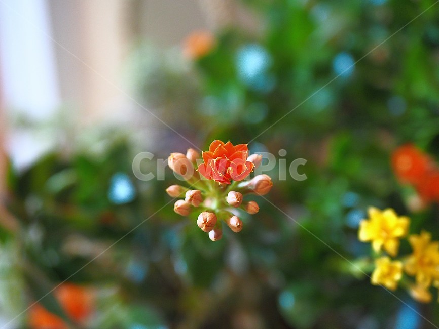 꽃,주황색,꽃봉오리,화단,개화,식물,자연,plants,nature,꽃,flower