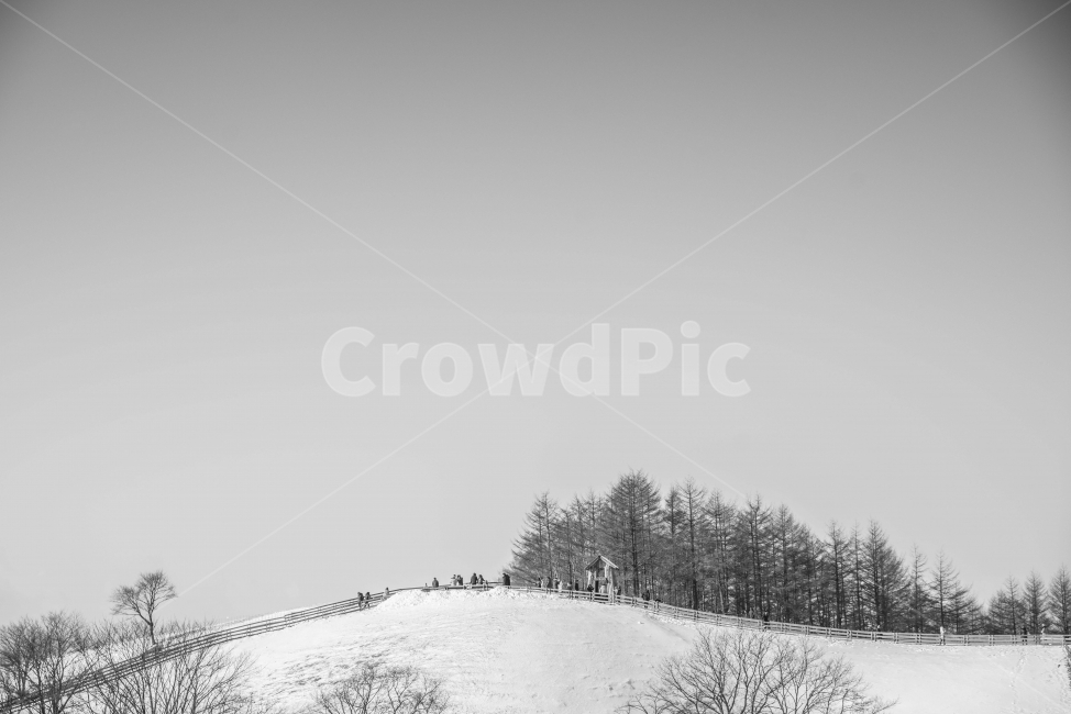 풍경,흑백,겨울,양떼목장,강원도,겨울,계절,winter,season,자연,풍경,nature,landscape,흑백,모노톤,monochrome,black and white,tree,나무,plant,식물,outdoors,옥외