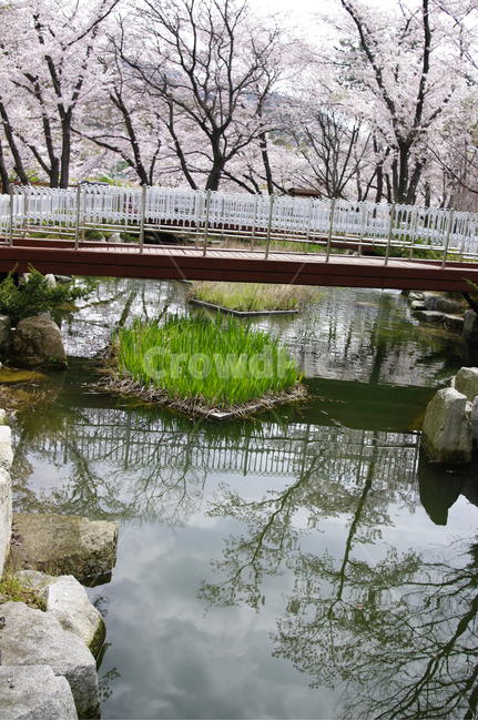 반영,다리,식물,봄,나무,꽃,벚꽃,봄,계절,spring,season,water,물,outdoors,옥외,nature,자연