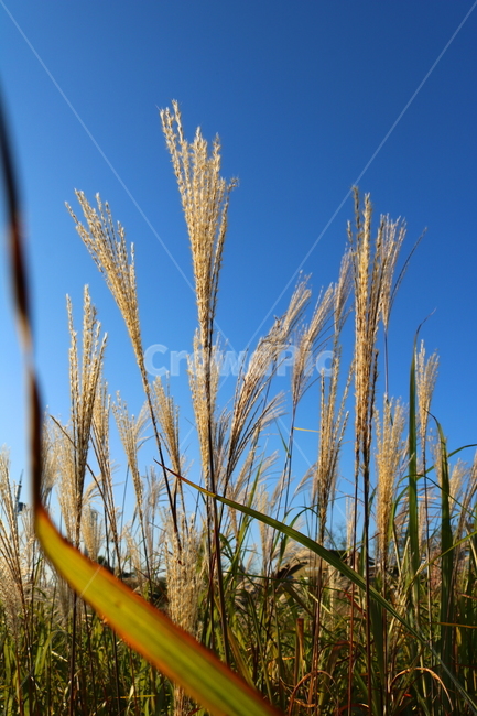억새,억새풀,식물,자연,가을,벼과,가을,계절,fall,autumn,season,plant,grass,잔디,food,음식