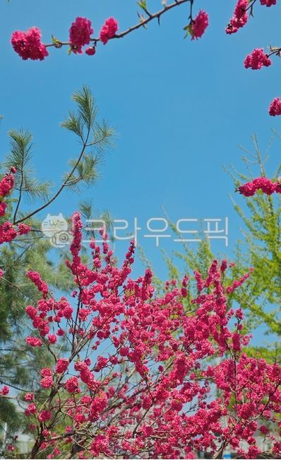 flower,꽃,tree,나무,petal,꽃잎,복사꽃