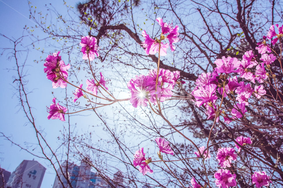 진달래,봄,꽃,azalea,flower,봄,계절,spring,season,식물,자연,plants,nature,꽃,flower,plant,blossom,cherry blossom,벚꽃