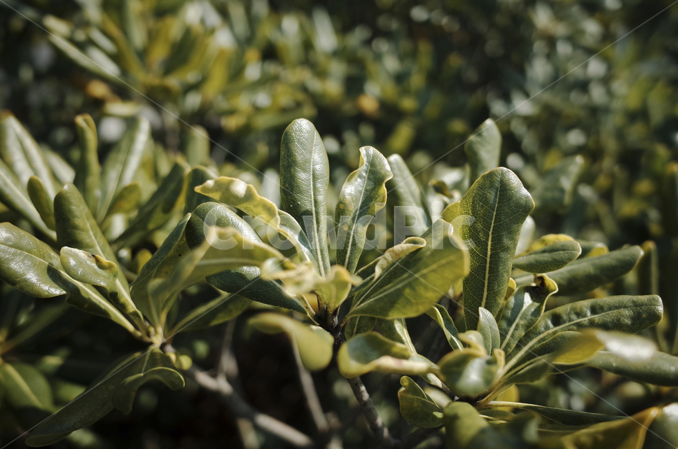 식물,plant,leaf,잎,green,초록,녹색