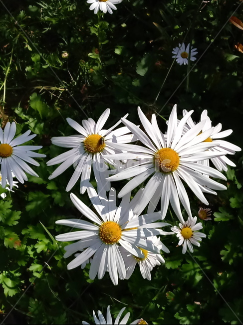 쑥부쟁이,식물,flower,plant,다년생초본식물,국화과,식물,자연,plants,nature,꽃,flower