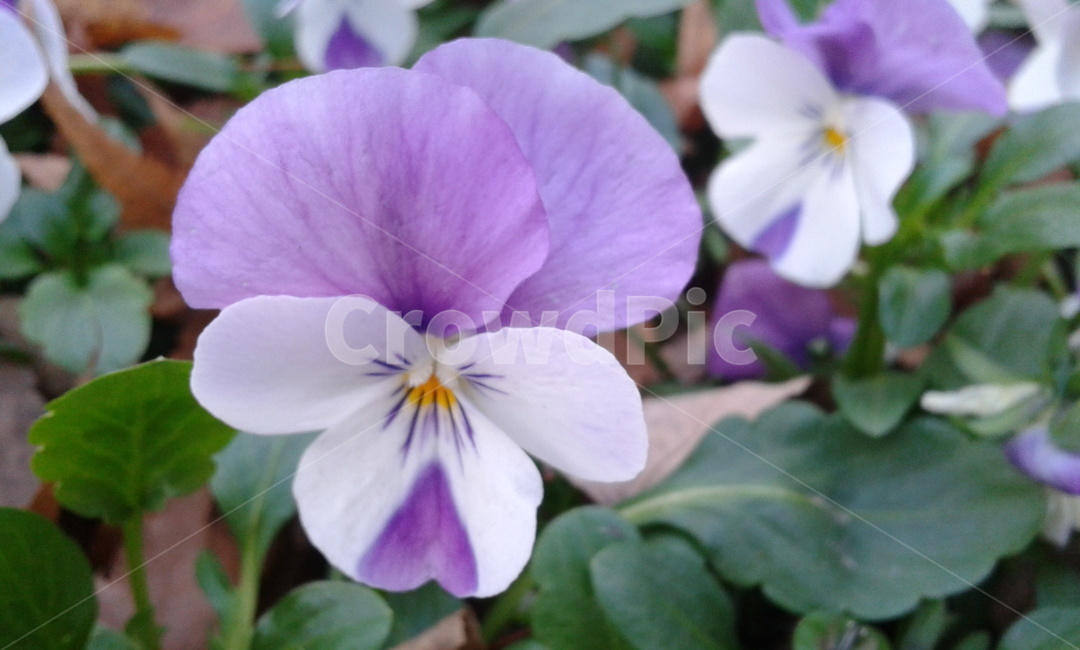 plant,식물,flower,꽃,연보라