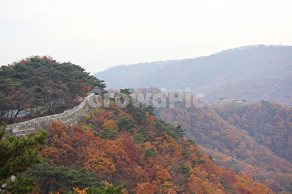 남한산성,성,성곽,단풍,낙엽,길,둘레길,숲,숲길,담,돌담,가을,자연,풍경,벽,울긋불긋,산성,식물,가을,계절,fall,autumn,season
