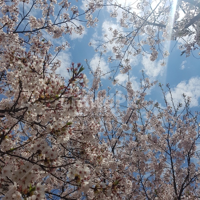 벚꽃,하늘,봄,구름,풍경,배경,꽃잎,벚꽃나무,낮,나뭇가지,나무