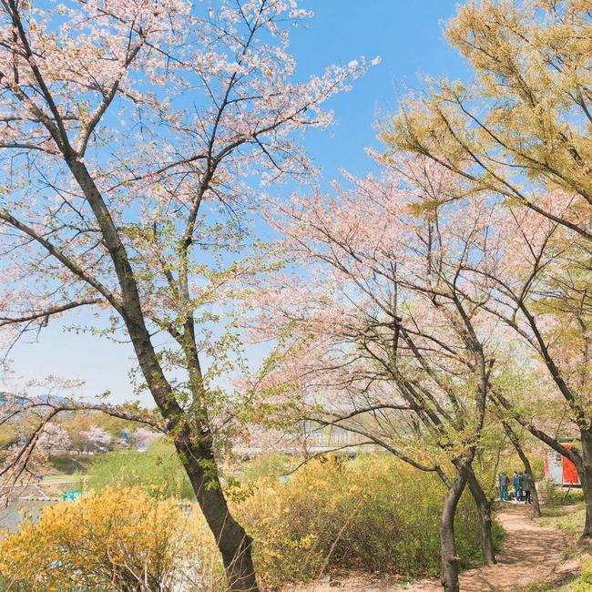 벚꽃,벚꽃나무,blossom,벚나무,cherryblossoms,하늘,sky,나무,tree,trees,산책,산책로,kirsche