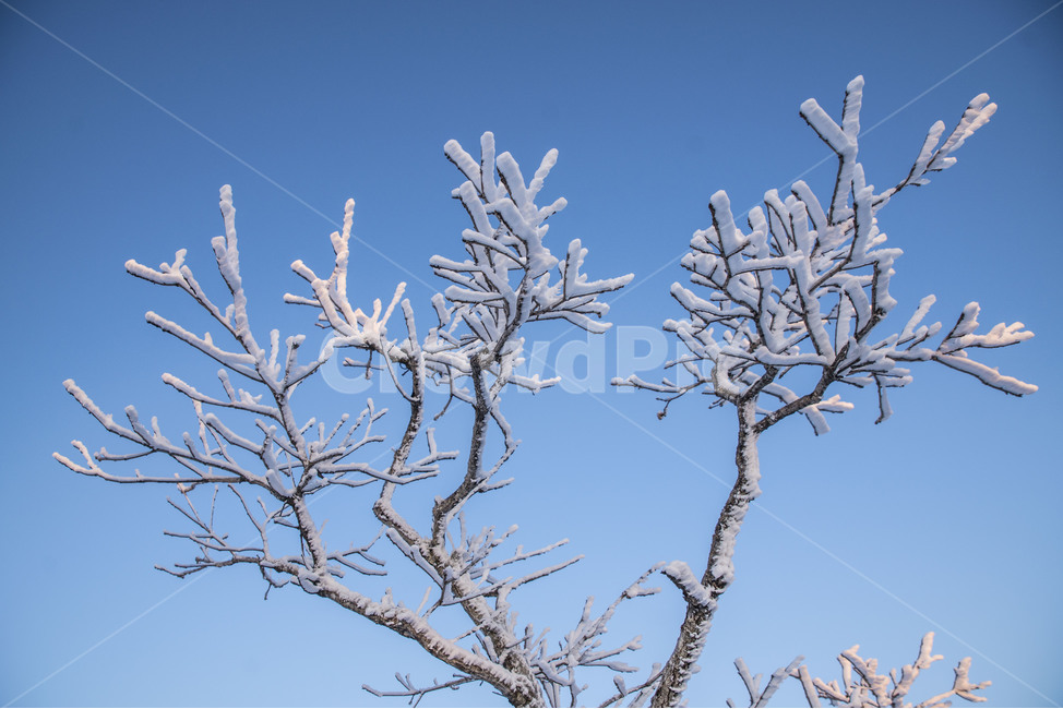 겨울,상고대,눈꽃,설산,태백산,겨울,계절,winter,season,식물,자연,plants,nature,나무,trees,wood