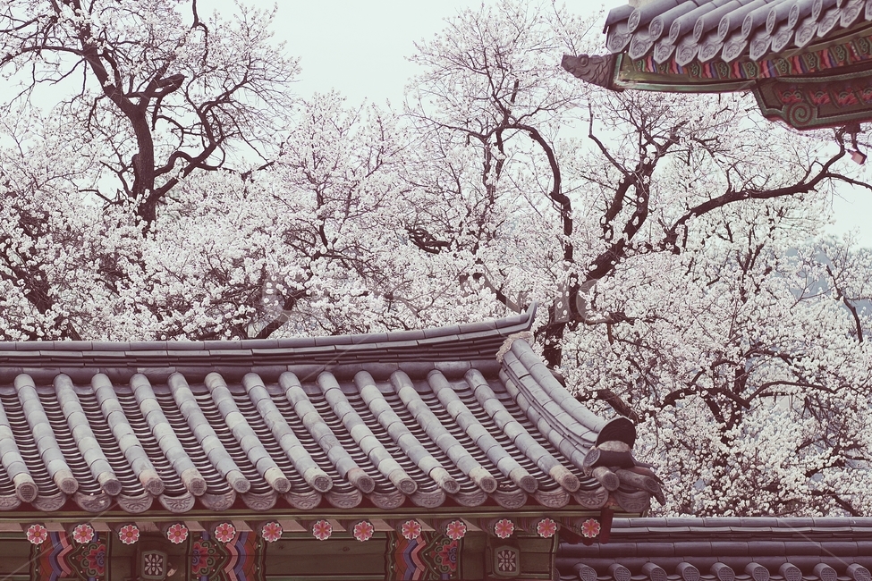 벚꽃,봄,고궁,꽃사진,벚꽃사진,궁궐,감성사진,경복궁,봄,계절,spring,season,한국전통,한국문화,korean traditional,korean culture,감성,sensible,feeling,건축물,건물외관,exterior,building,structure,architecture,construction,plant,식물,blossom,꽃,flower,cherry blossom