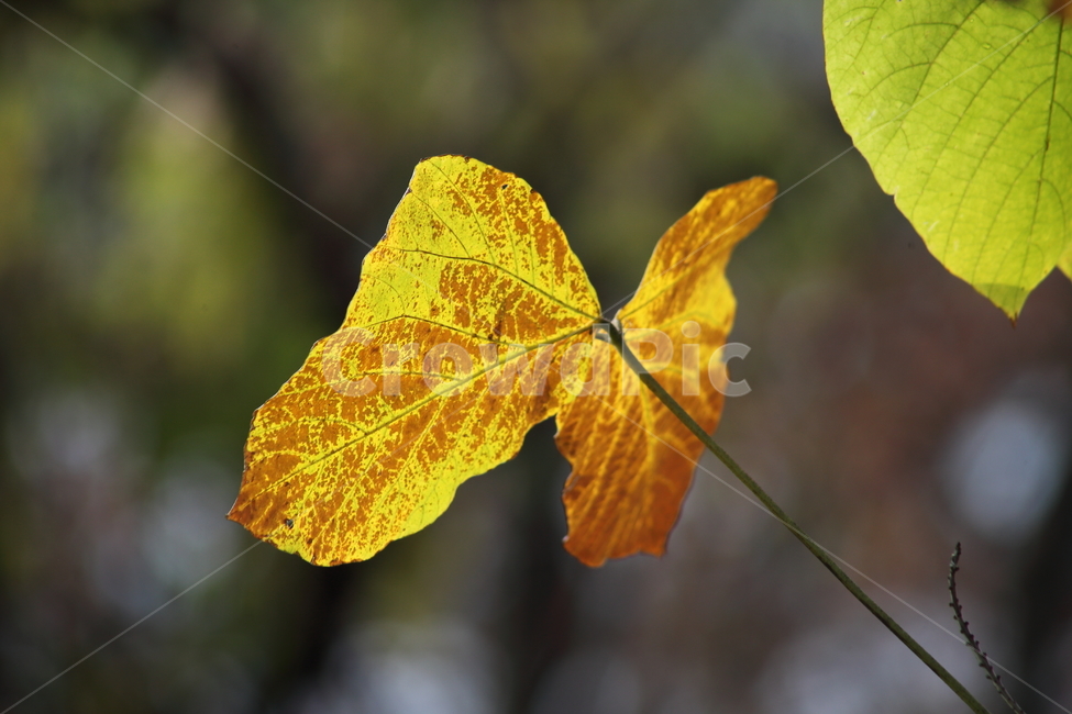 단풍,잎,식물,가을,redleaves,칡잎,가을,계절,fall,autumn,season,식물,자연,plants,nature,plant,leaf,veins,정맥