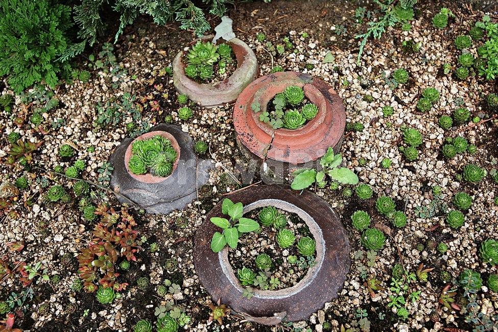 화분,식물,흙,자연,풍경,식물,자연,plants,nature