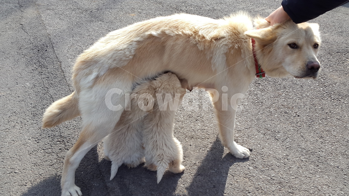 개,어미개,새끼개,젖먹이,포유류,동물,animal,포유류,mammal,개,강아지,dog,doggy