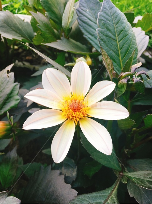 plant,식물,flower,blossom,꽃,white,흰꽃