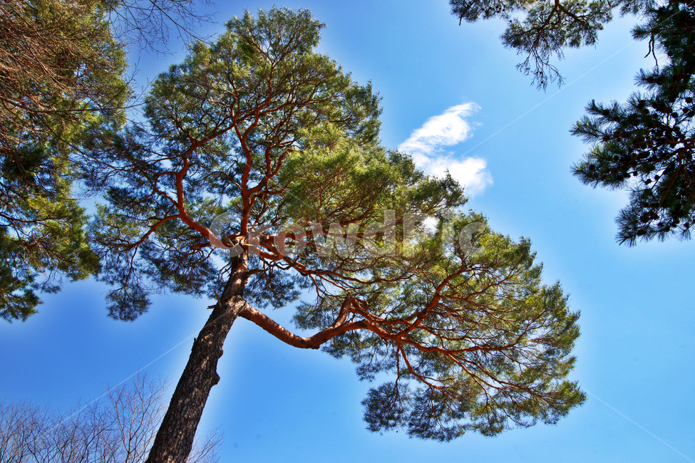 소나무,푸른하늘,흰구름,산책로,숲,나무,식물,자연,식물,자연,plants,nature,나무,trees,wood