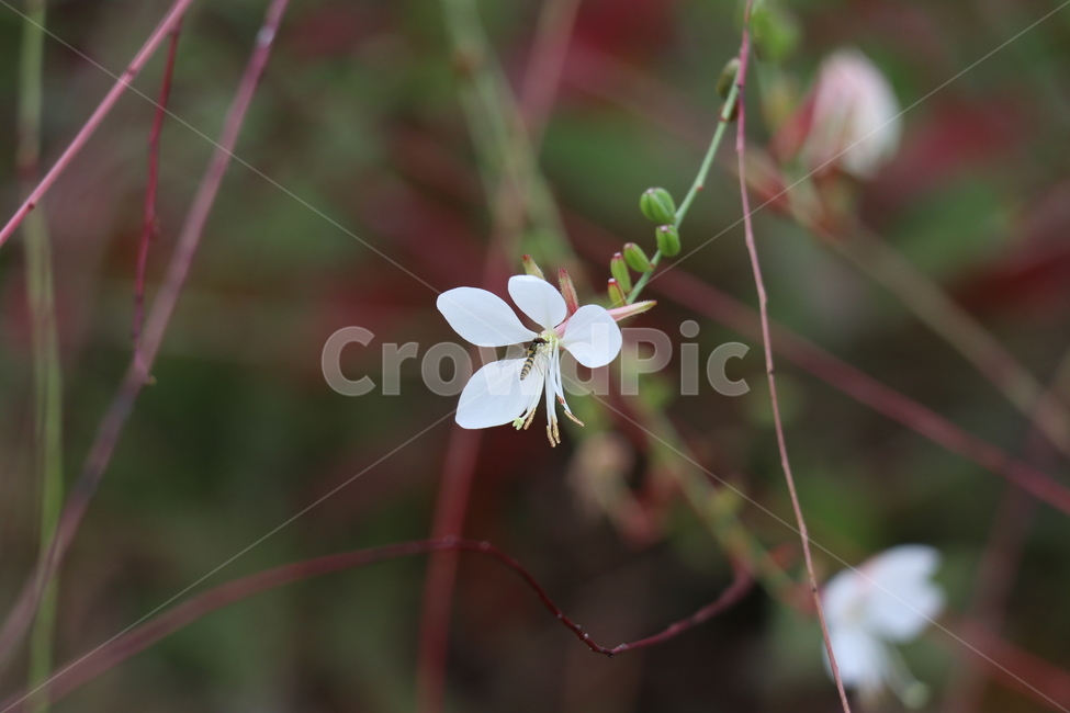 꽃,자연,작은꽃,식물,흰꽃,식물,자연,plants,nature,꽃,flower,동물,animal,곤충,벌레,insect,bug