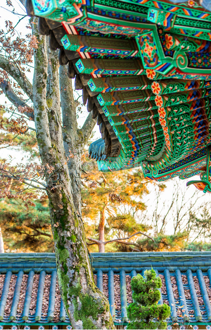 단청,문양,무늬,선,단풍,기와,한국전통,한국문화,korean traditional,korean culture,건축물,건물외관,exterior,building,structure,architecture,construction