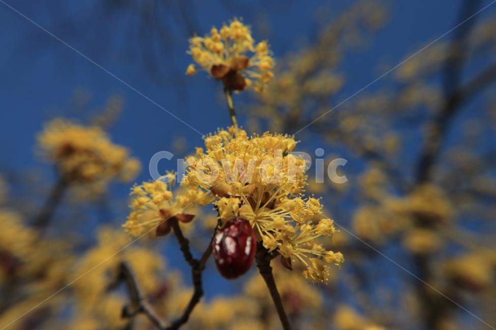 봄,산수유,꽃,spring,flower,봄,계절,spring,season,식물,자연,plants,nature,꽃,flower,plant