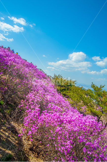 고려산,진달래,강화도,아름다움,꽃,자연,풍경,nature,landscape